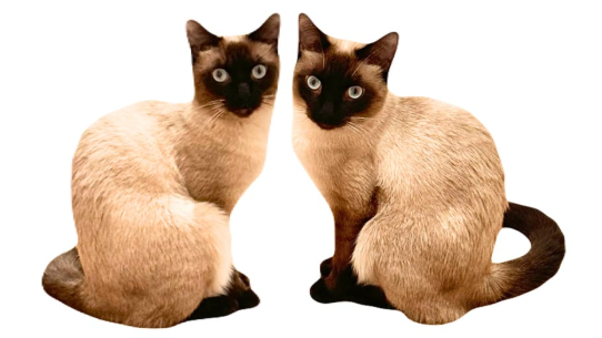 Siamese Cats